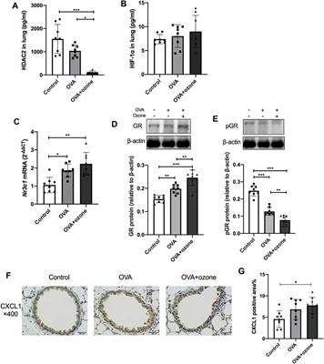 STAT3 and IL-6 Contribute to Corticosteroid Resistance in an OVA and Ozone-induced Asthma Model with Neutrophil Infiltration